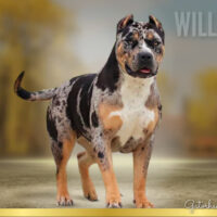 GHB Willow