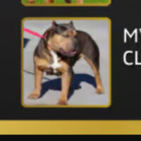 MVPs Bullies Cleopatra