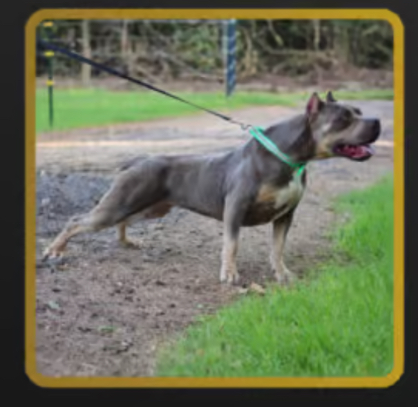 Dog Featured Image