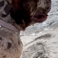 Emma Chocolate Merle