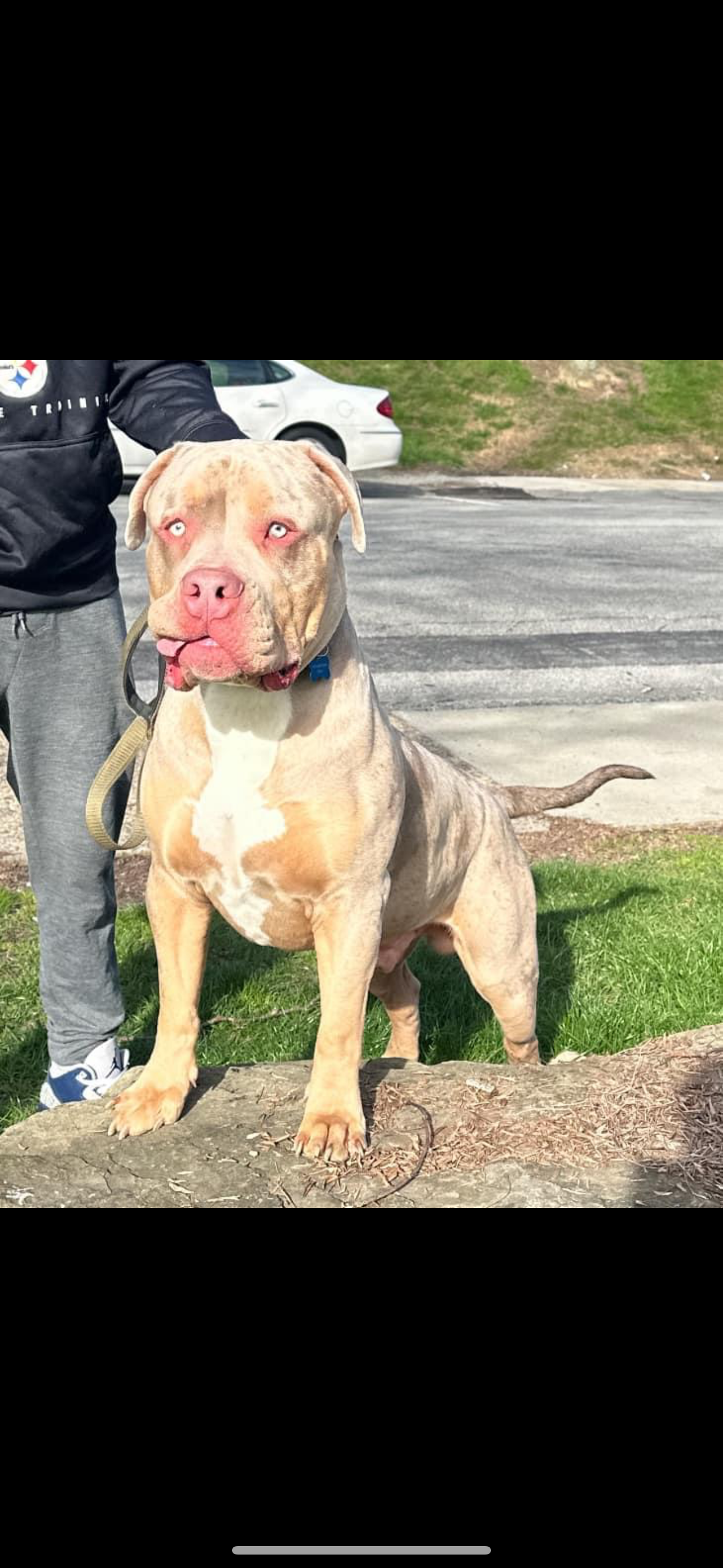 Dog Featured Image