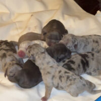 Mazikeen X Sage puppies
