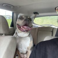 Pupyyyyt