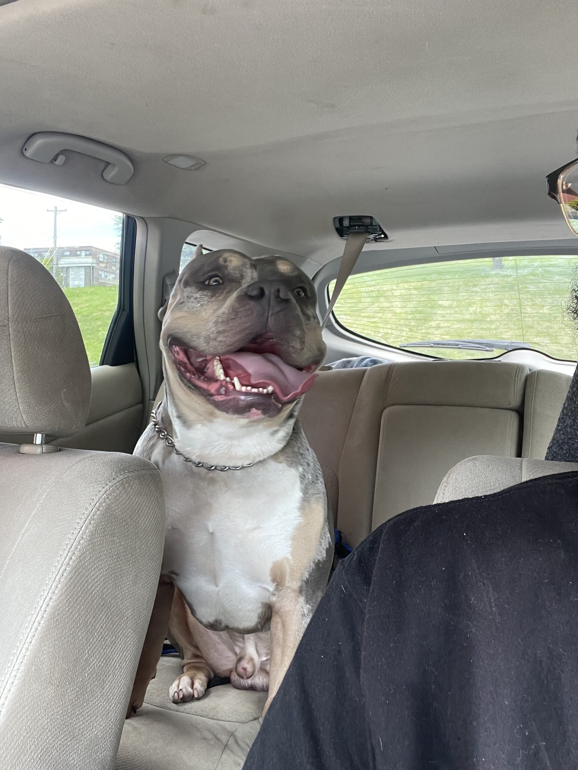 Dog Featured Image