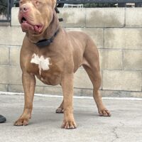 Immense Bullz kronos