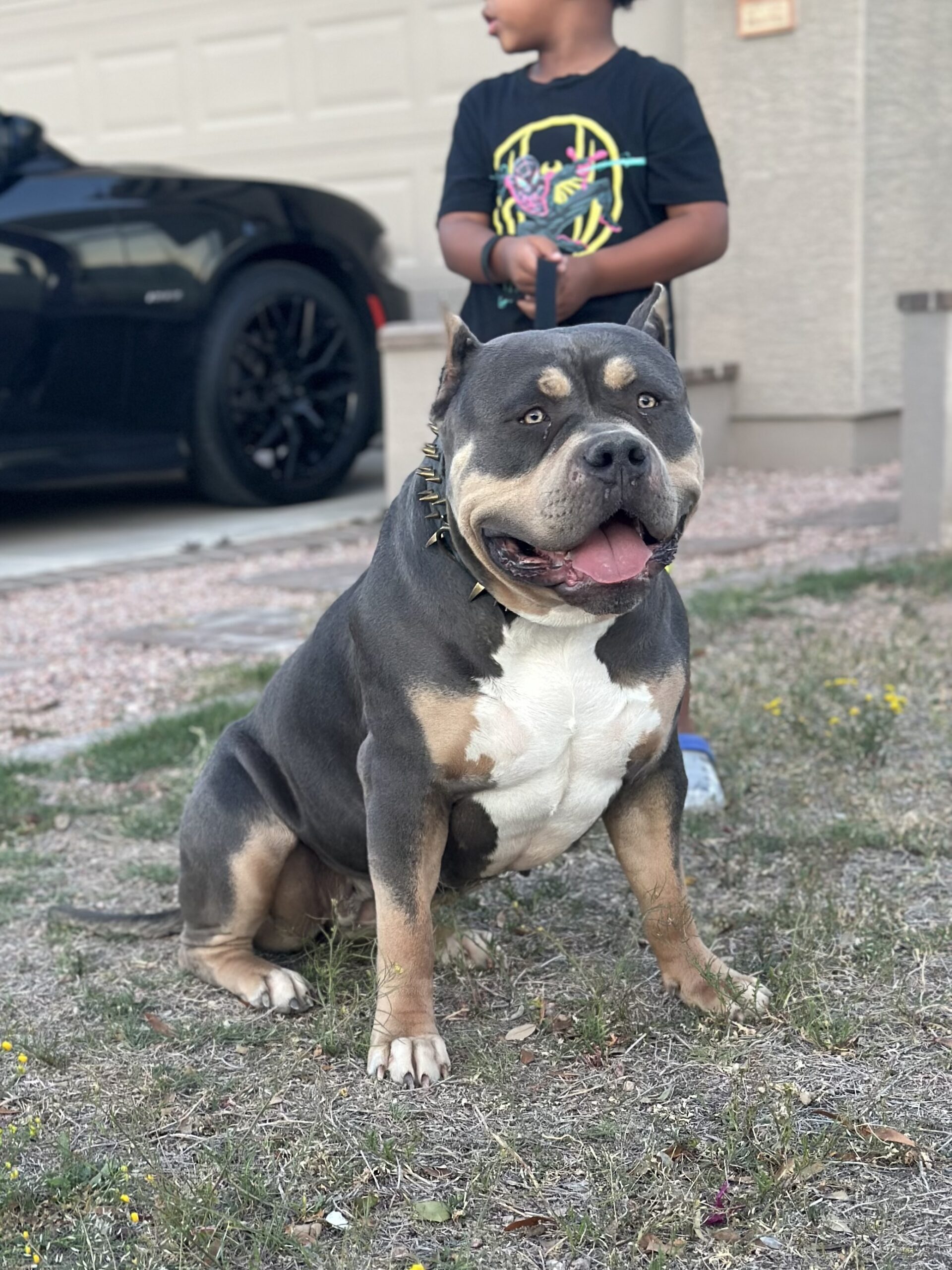 Dog Featured Image