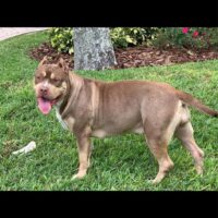 Texas Brand Bullies Rhymez Galore