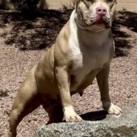 Centeno’s Luna of Luna Family Kennel