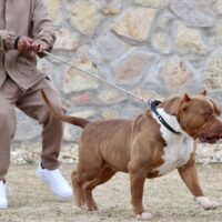 Underdog’s Legacy