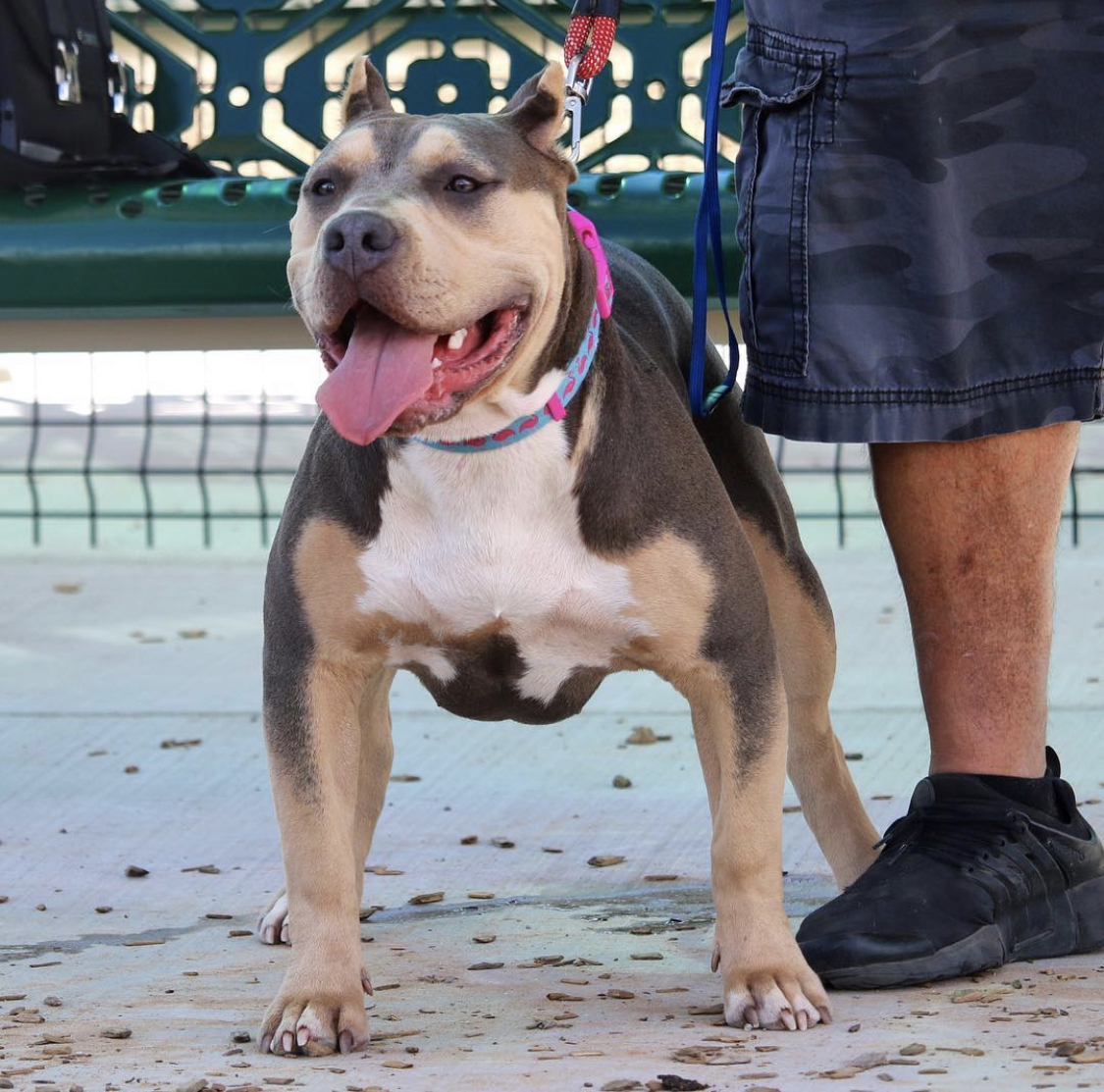 Dog Featured Image