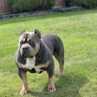 New Vision Bullies CH Hulk