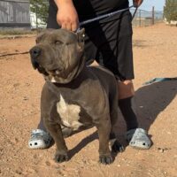 GutiGang Bulls Boss