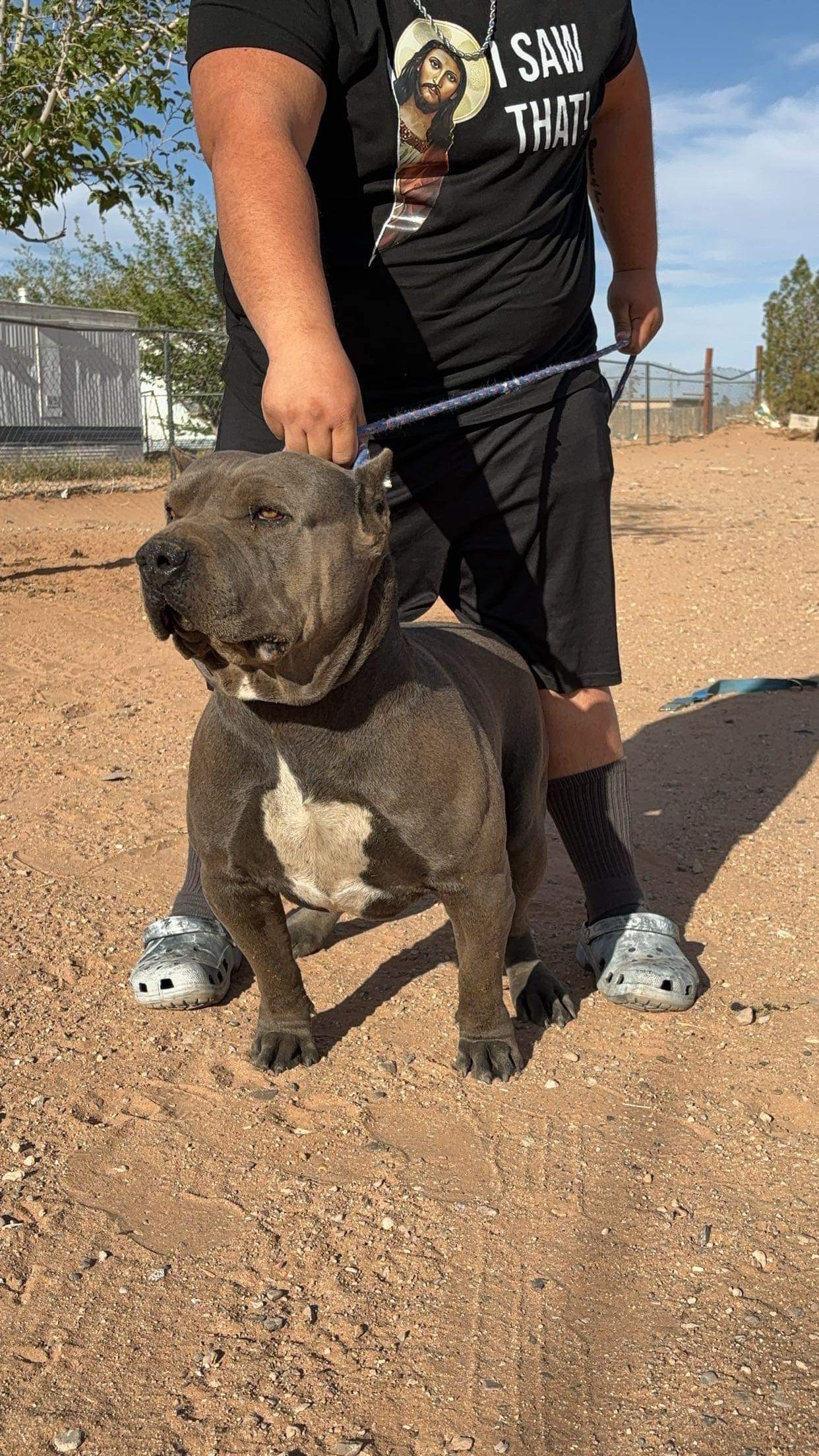 Dog Featured Image