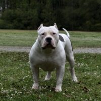 Prolific Lulu of BeastModeBullz