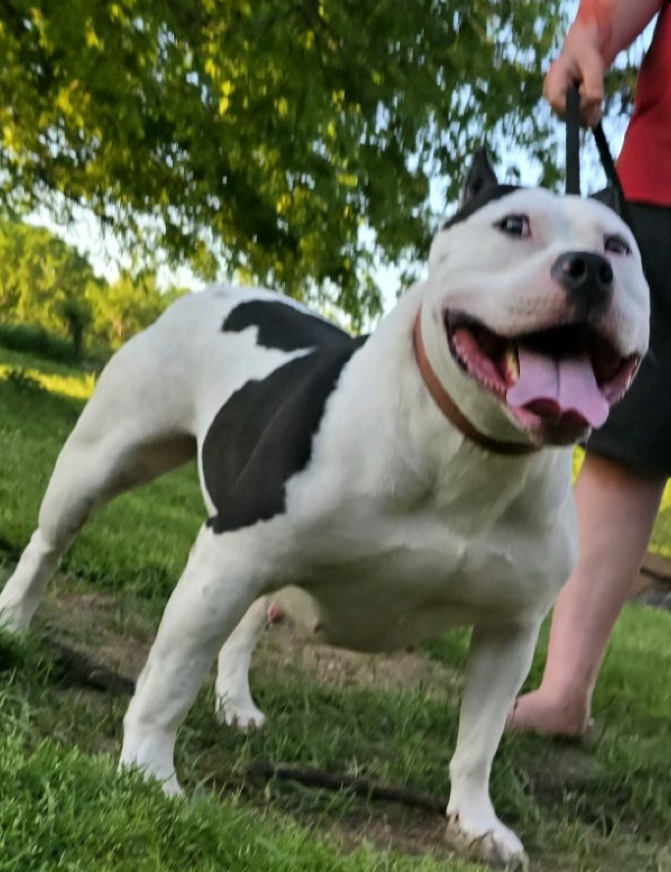 Dog Featured Image