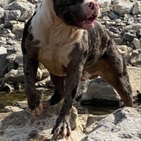 No Limit Bullies Enzo