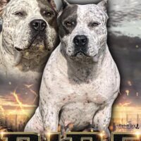No Limit Bullies Ride