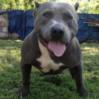 No Limit Bullies Rider