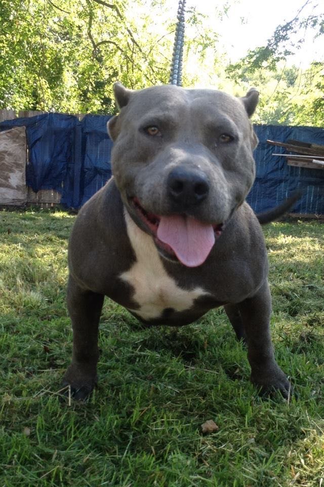 Dog Featured Image