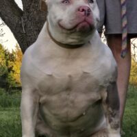 No Limit Bullies Buster