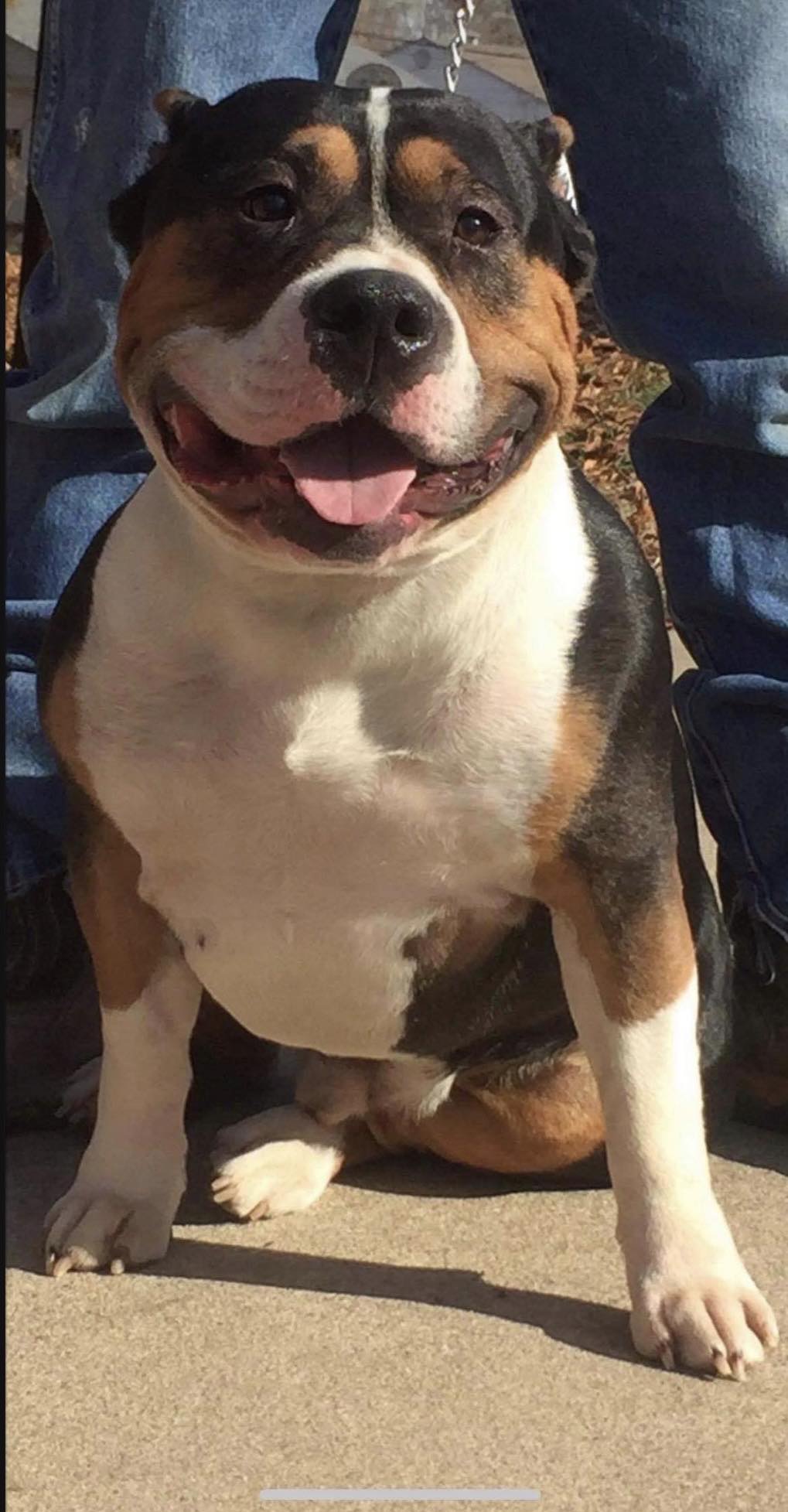 Dog Featured Image
