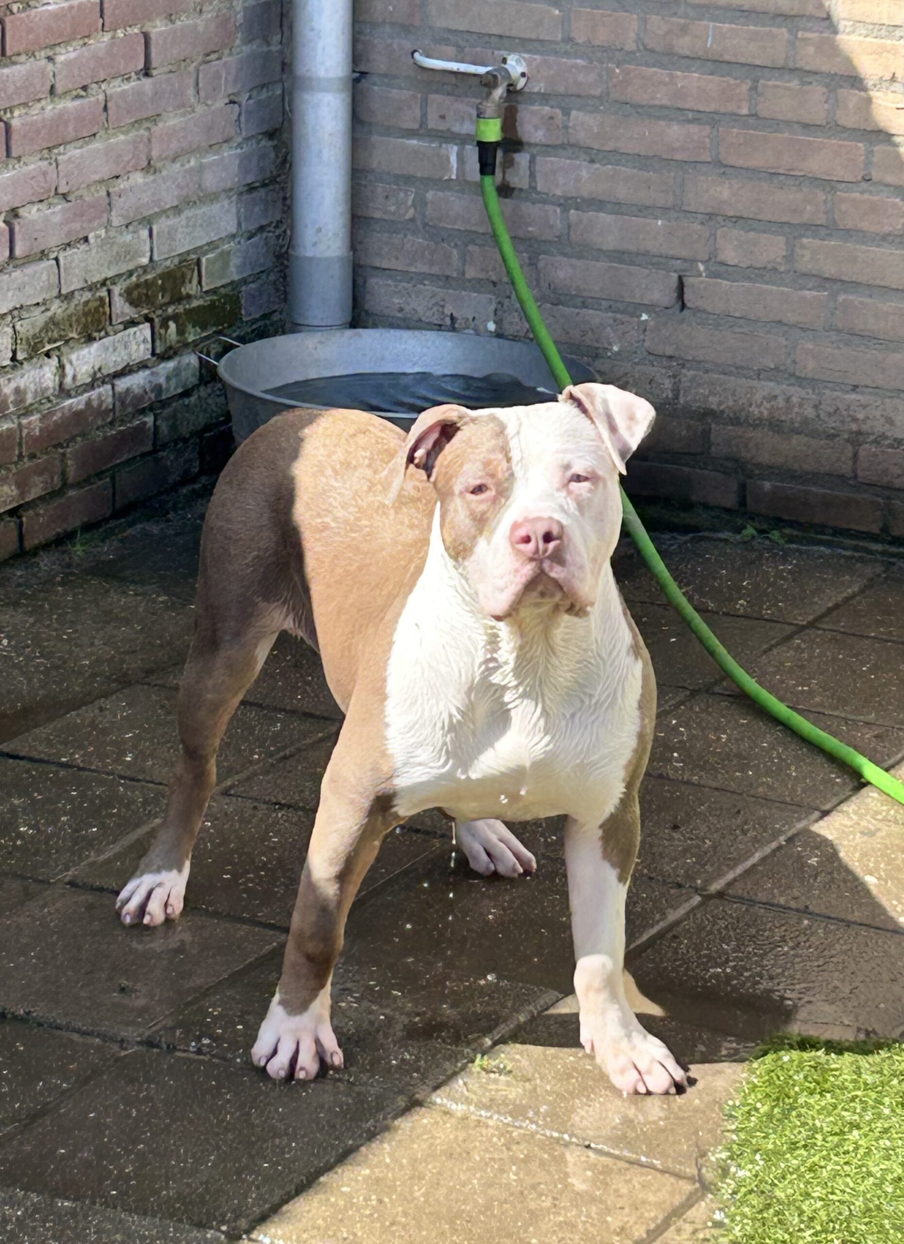 Dog Featured Image