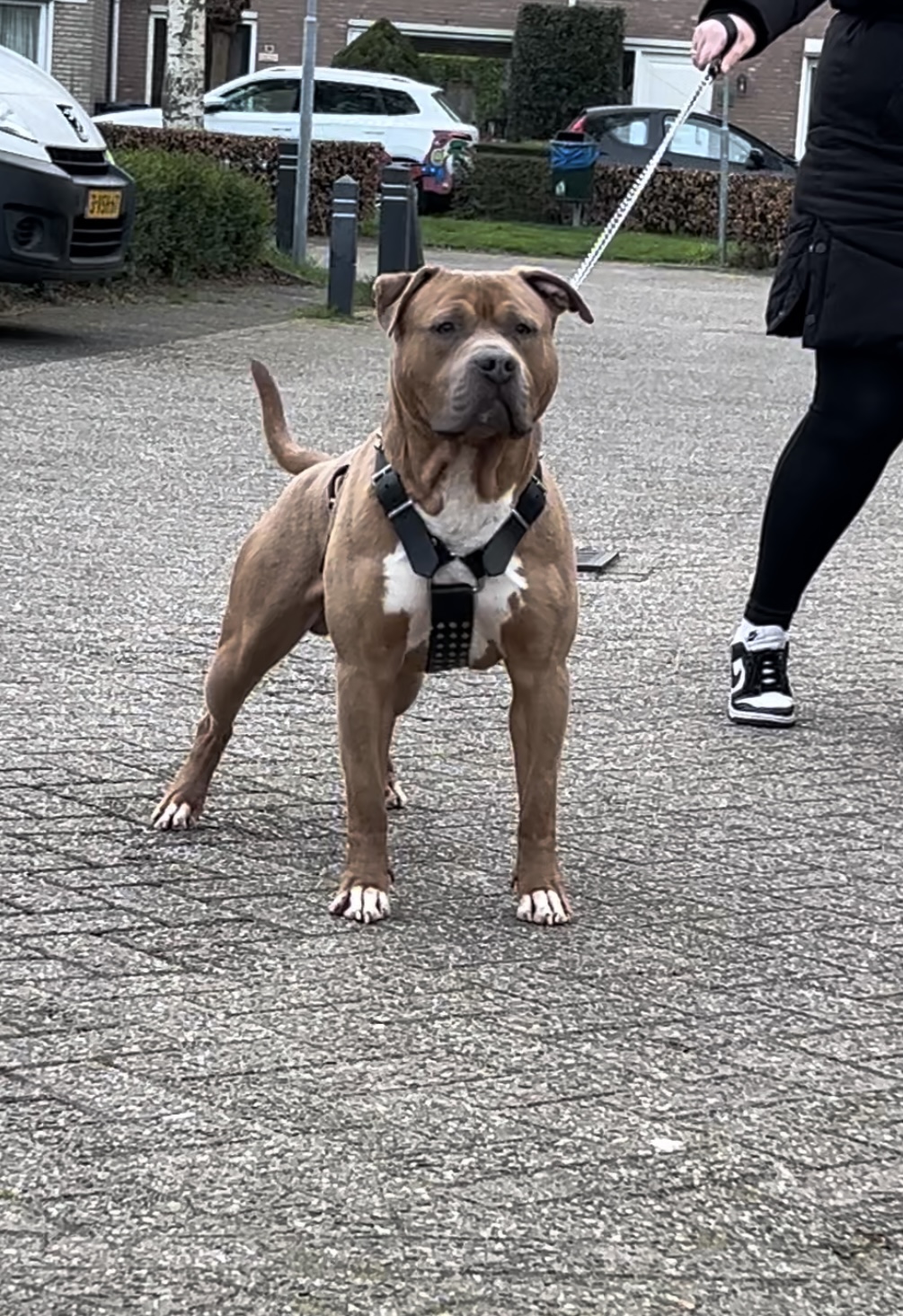 Dog Featured Image