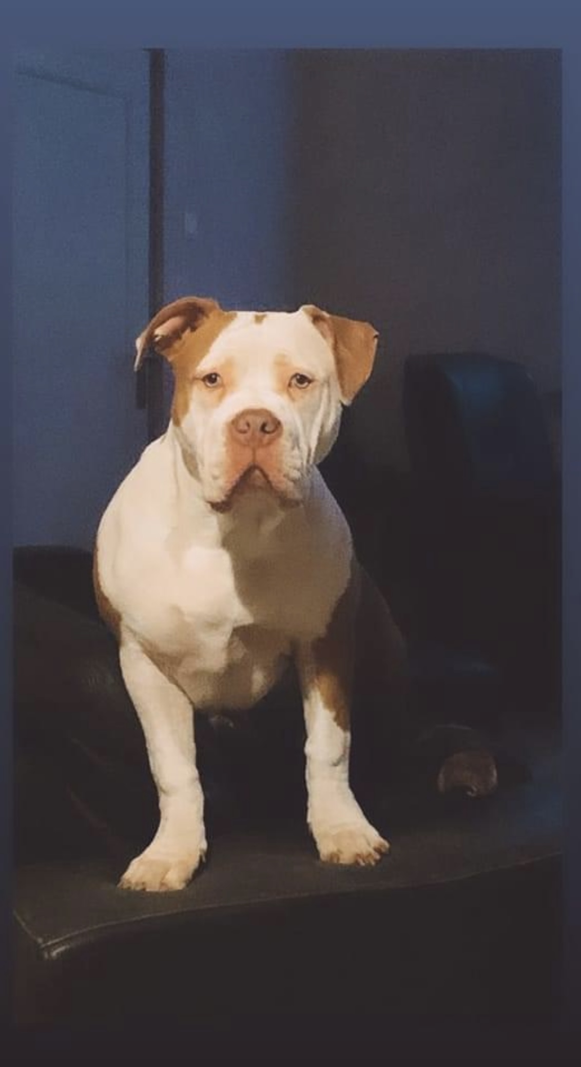 Dog Featured Image