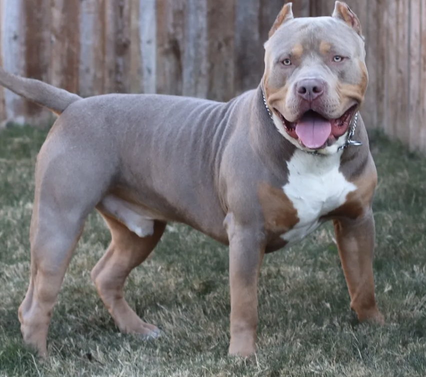 Dog Featured Image