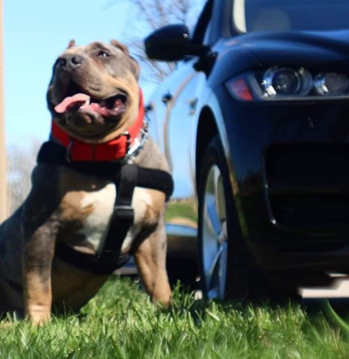 Dog Featured Image