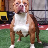 Probulls Blaze