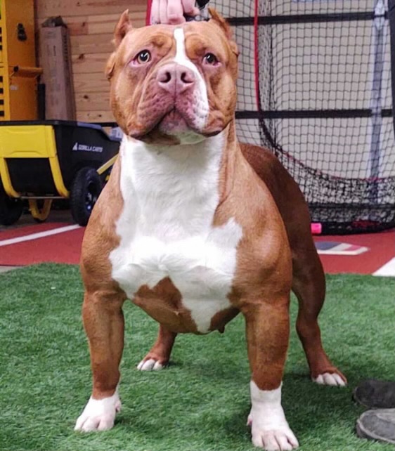 Dog Featured Image