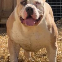 PROBULLS HECKLER OF TNBK