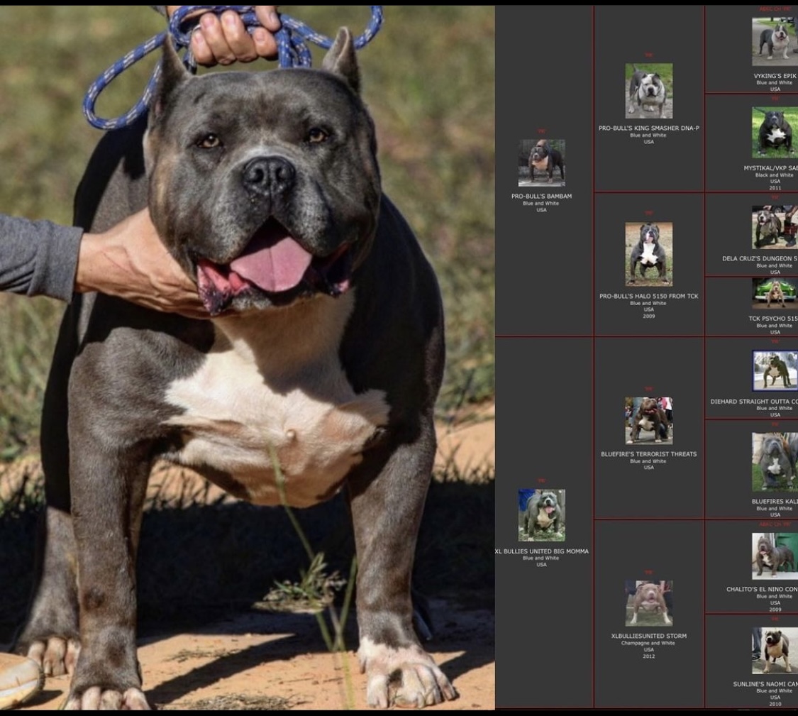 Dog Featured Image