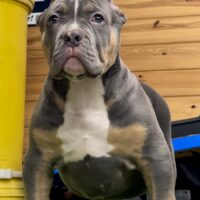 ProBulls Night Night Man