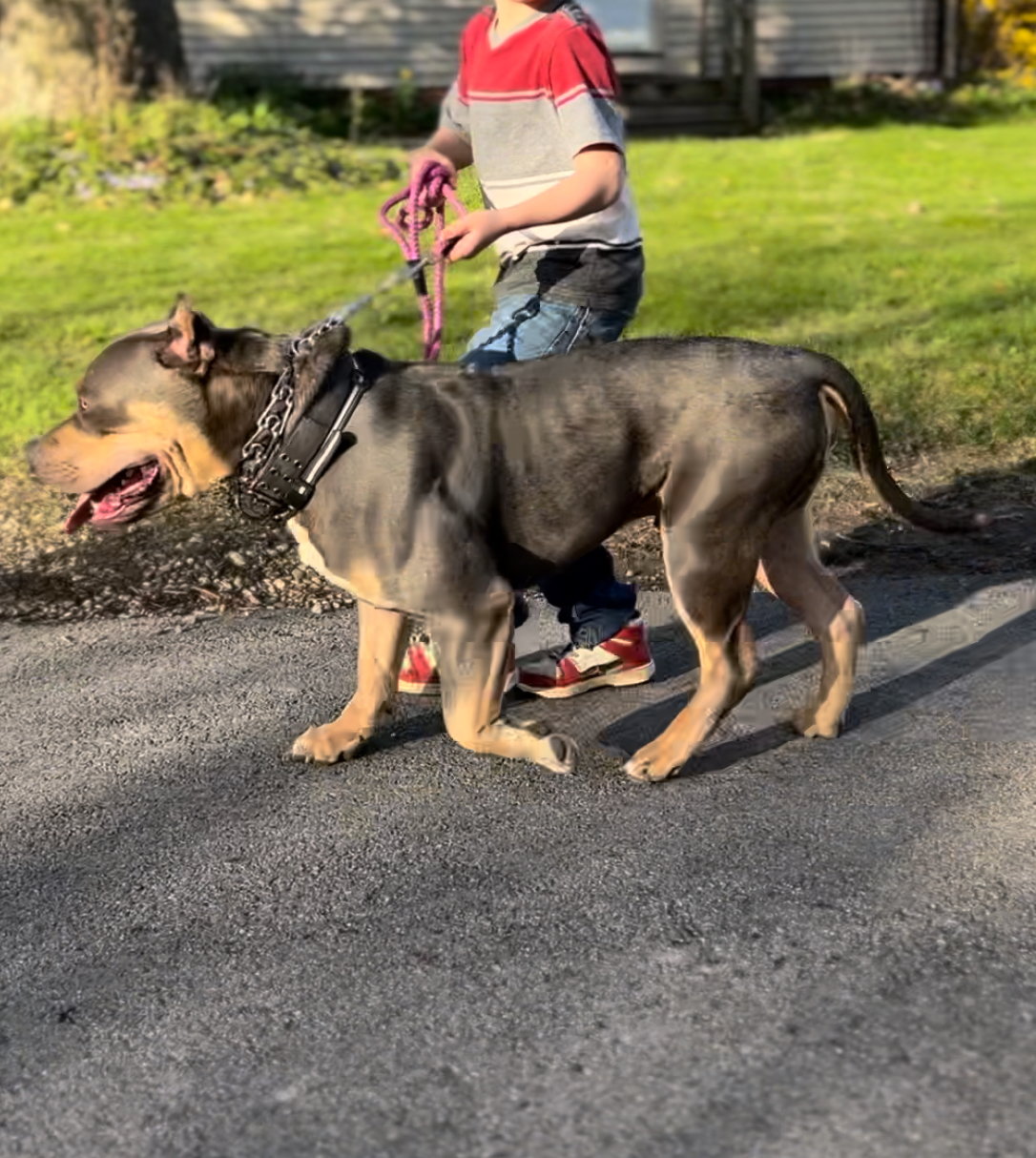 Dog Featured Image