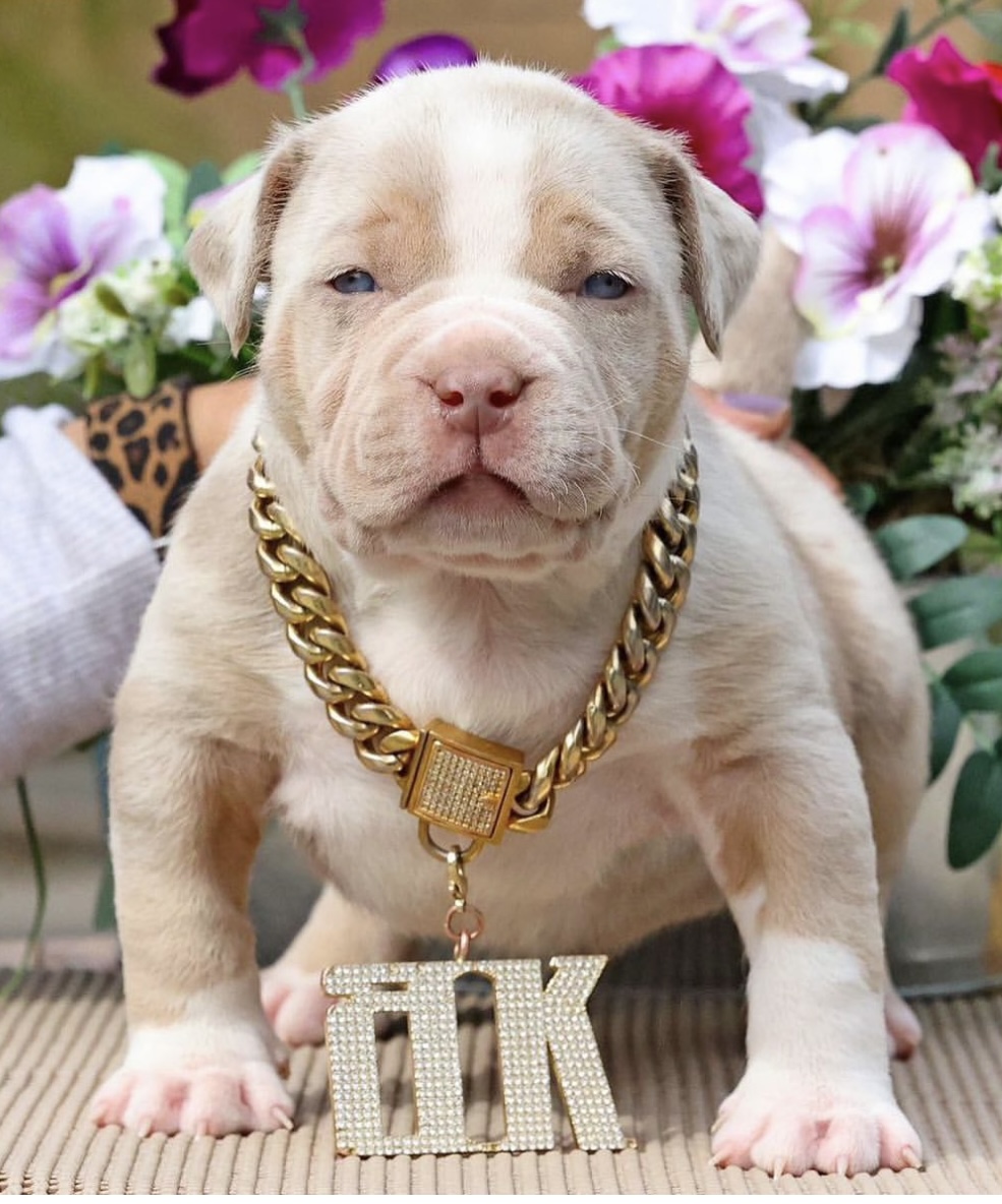 Dog Featured Image