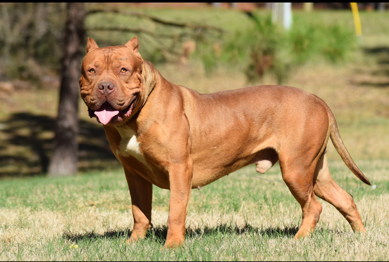 Dog Featured Image