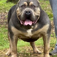 Dog Featured Image