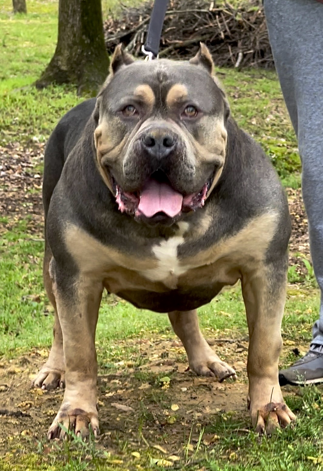 Dog Featured Image