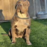 SGMF’S Chula