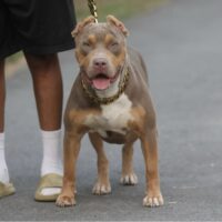Burrnationk9s Zendaya