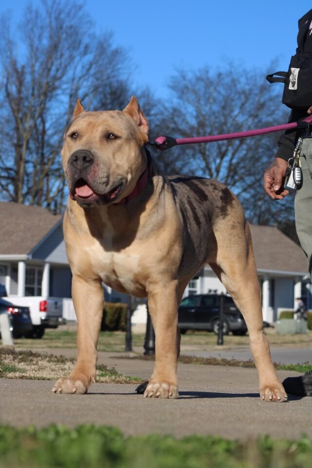 Dog Featured Image