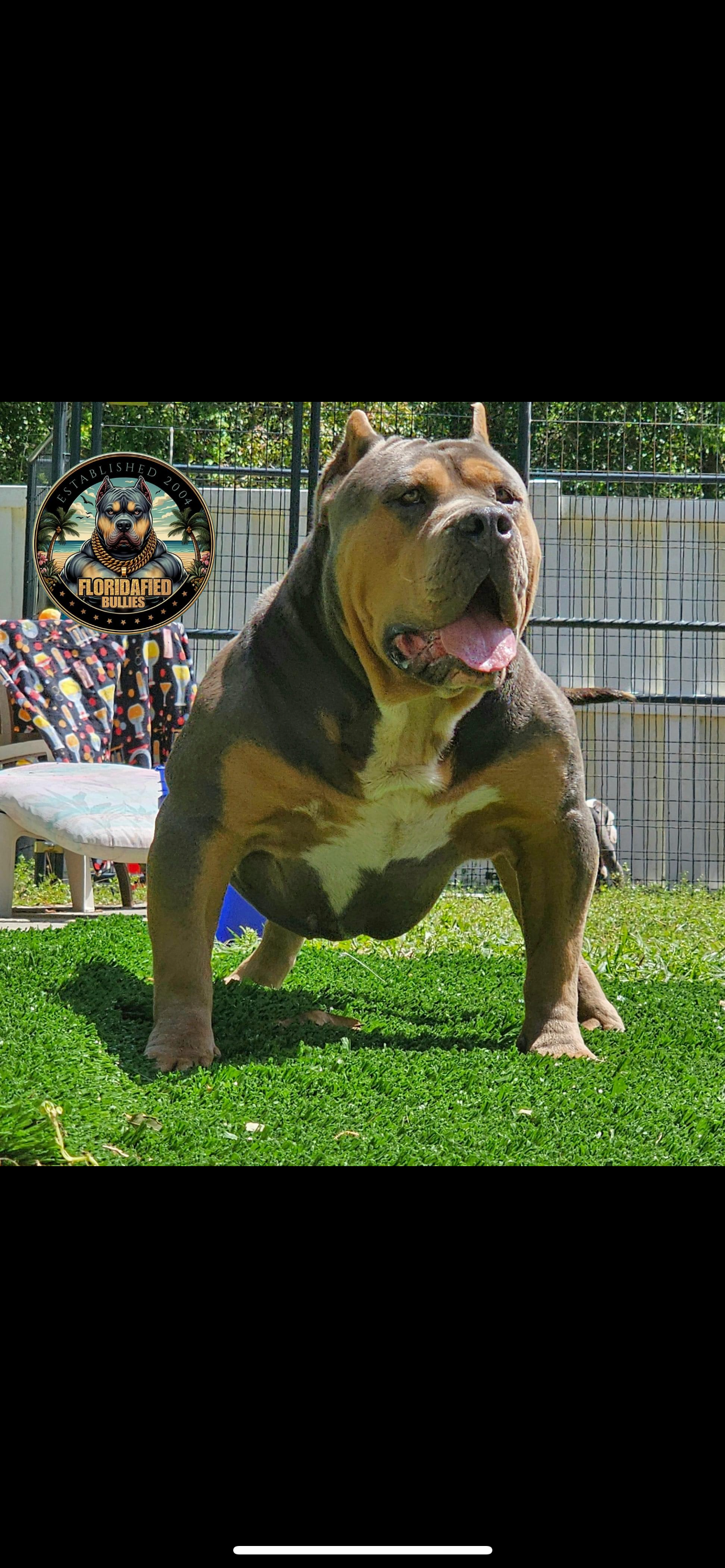 Dog Featured Image