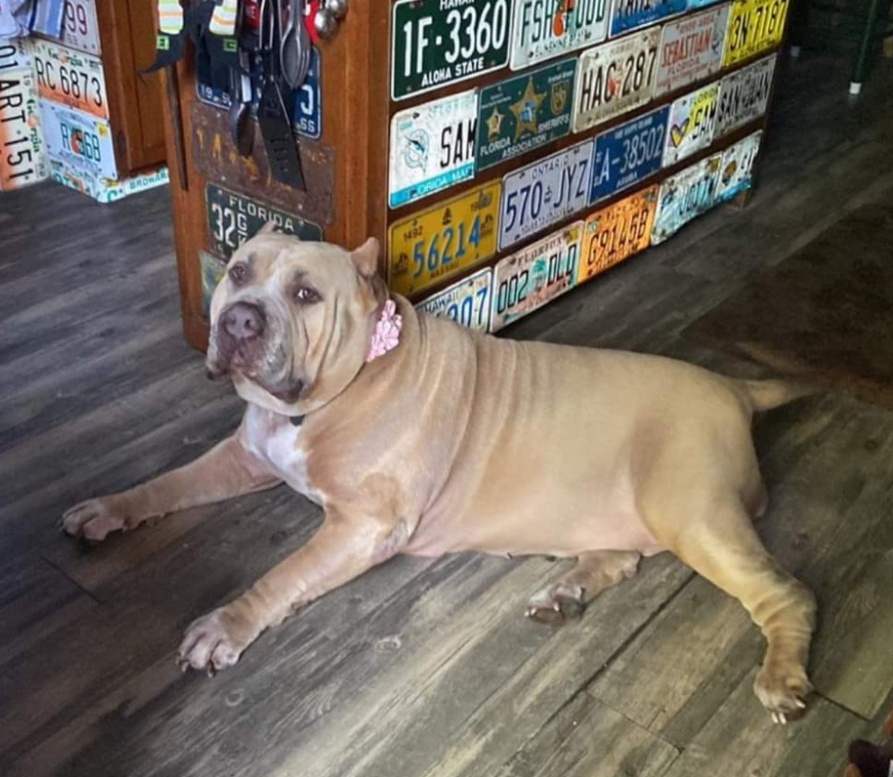 Dog Featured Image