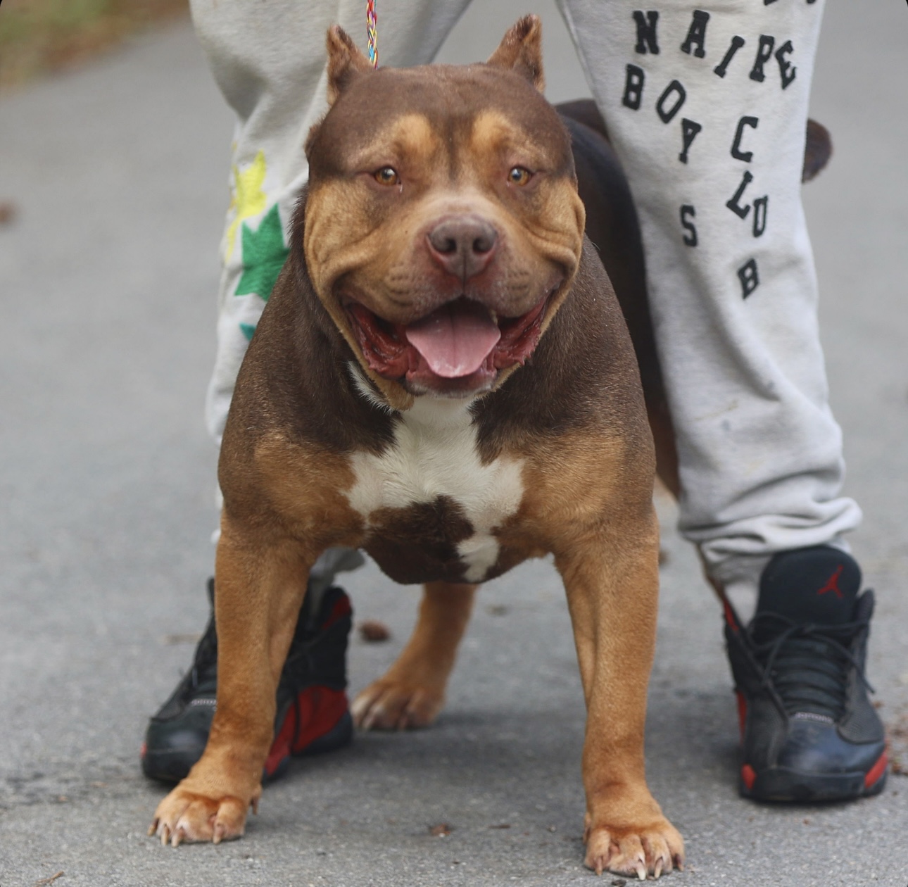 Dog Featured Image