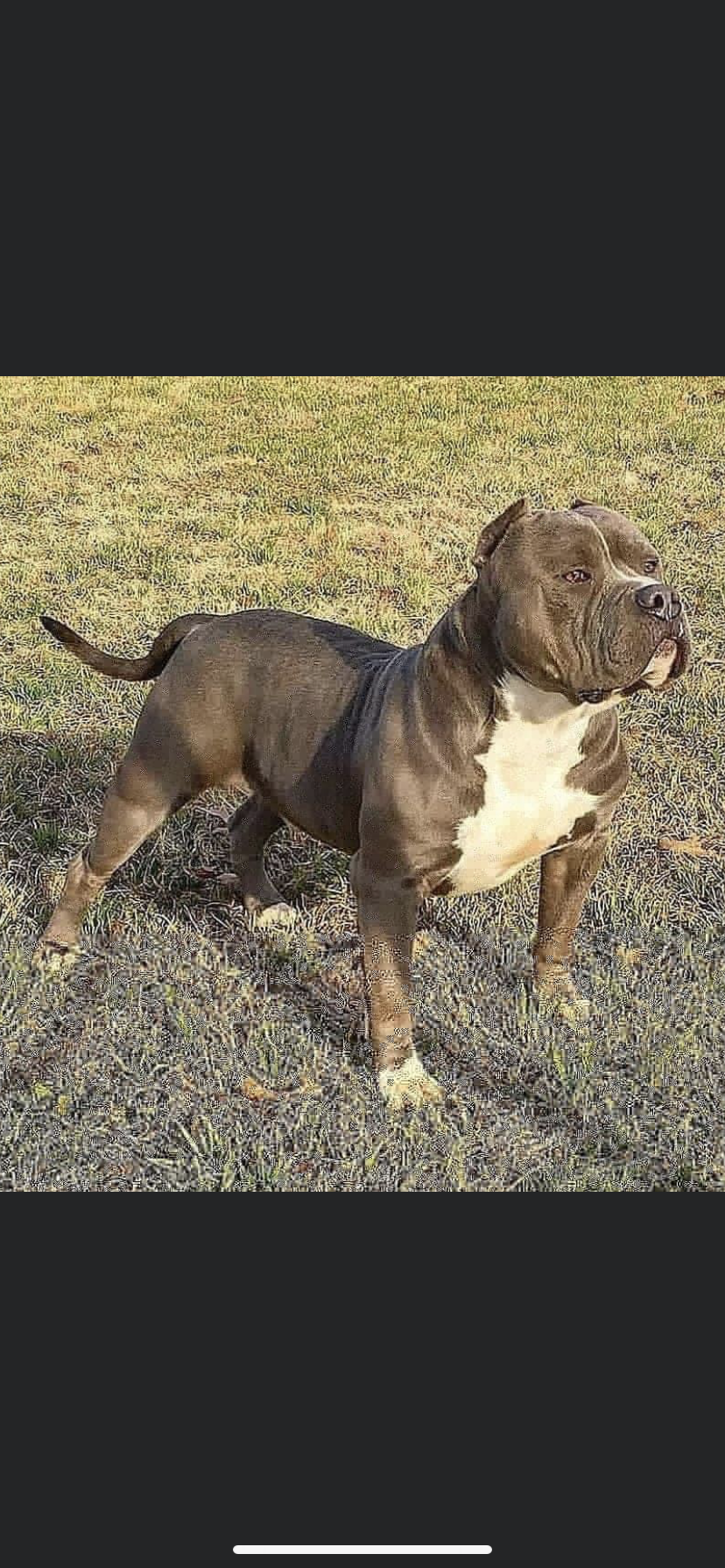 Dog Featured Image