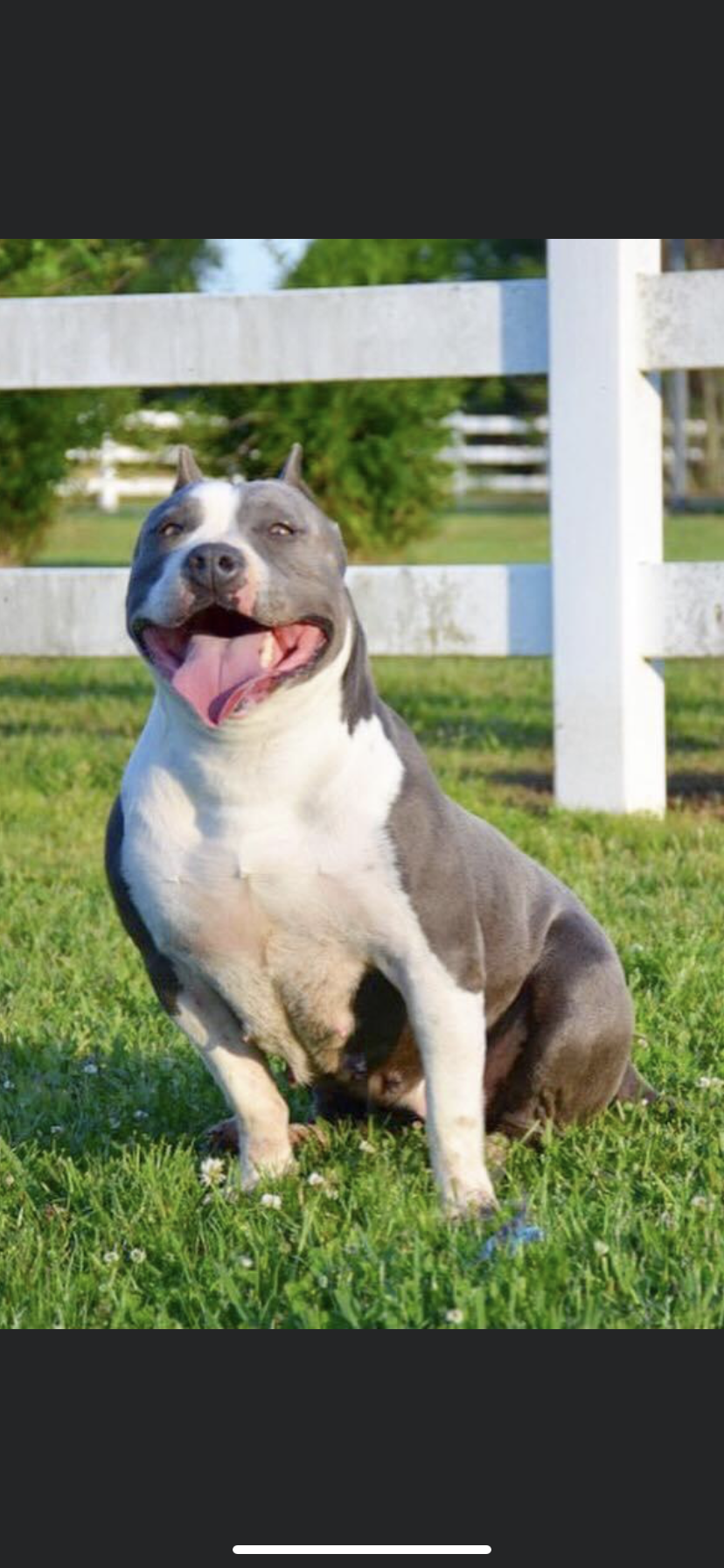 Dog Featured Image