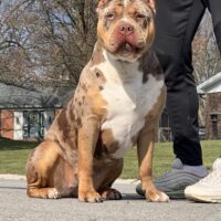 Gatorhead bullies hazel