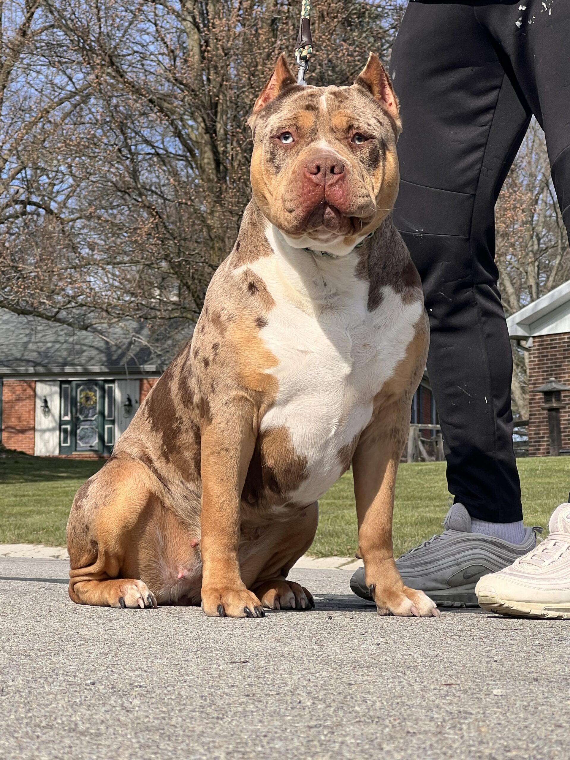Dog Featured Image